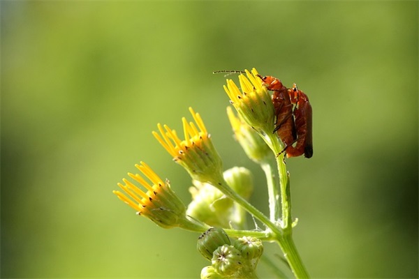 qq男生网名 呆萌