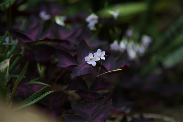 超级可爱女生萌系网名