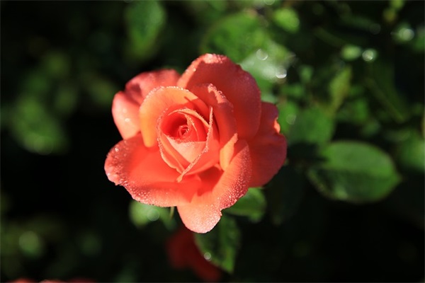 可爱萝莉个性网名