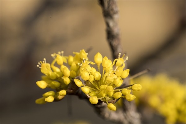四个字的网名古风男生