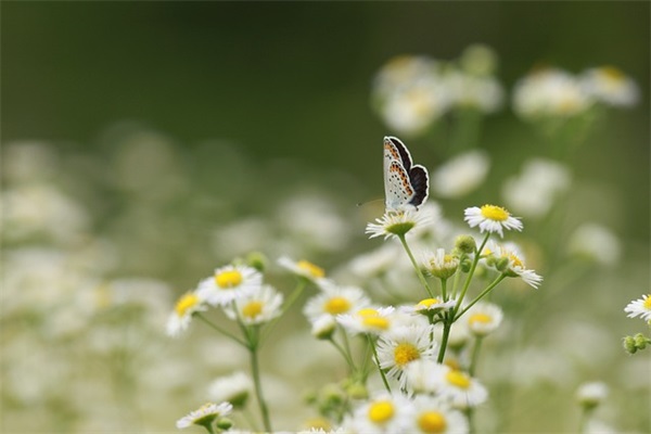 简单正能量网名女生