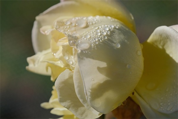 龙网名大全简单女生