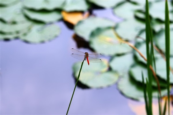 校园女生网名可爱