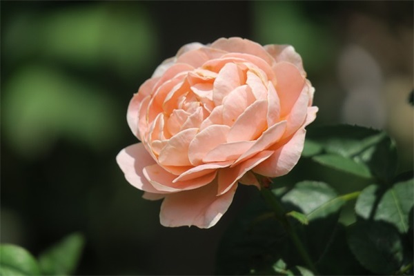 龙年新生宝宝怎样起名