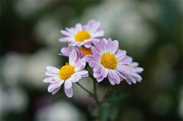 男孩起名：两个字好听的莫姓男孩名字大全