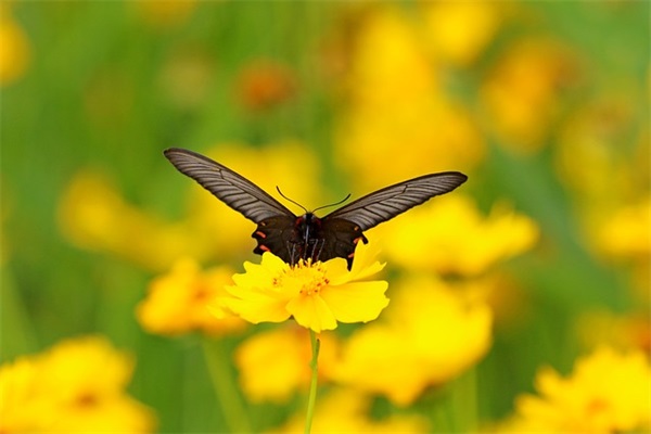 小名乳名大全：羊年宝宝起小名方法