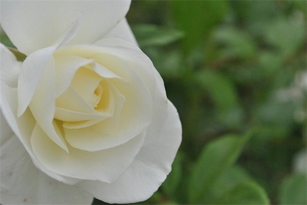 周易起名：女孩名字试试这些经典搭配