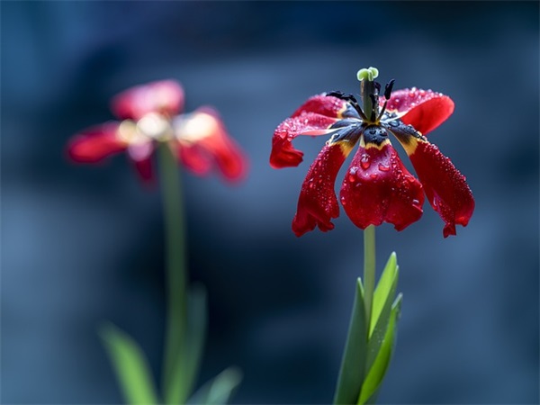 百家姓取名大全：马姓的来源