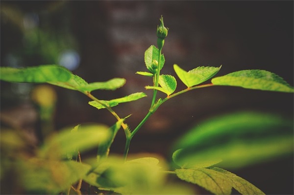 百家姓起名：萧姓男孩名字如何起名更好