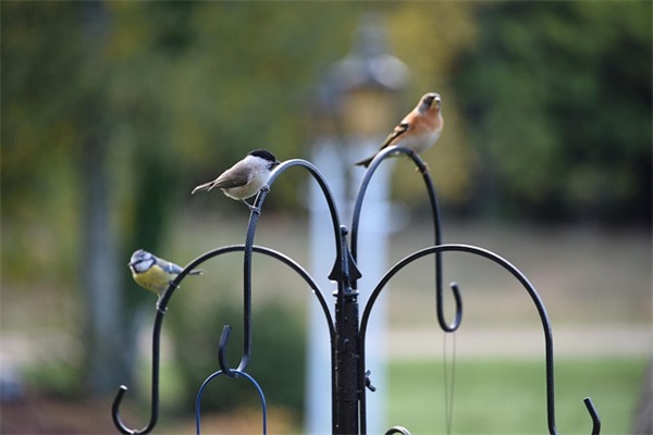 百家姓取名大全：张姓猴宝宝取名