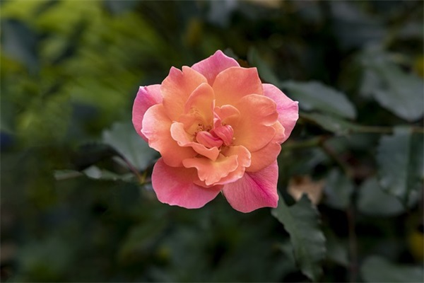 百家姓取名：周姓起名大全