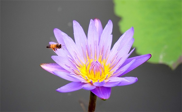 百家姓取名大全：姜姓女孩名字