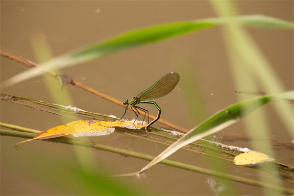 腾字结尾的男孩名字洋气