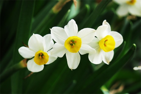 2025狗年张姓女宝宝好听的名字