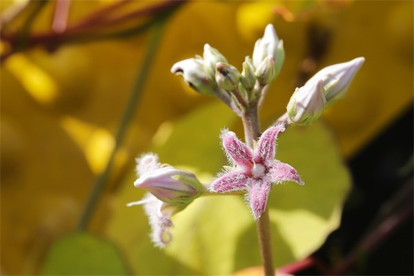 女孩名字大全：覃姓女孩名字大全