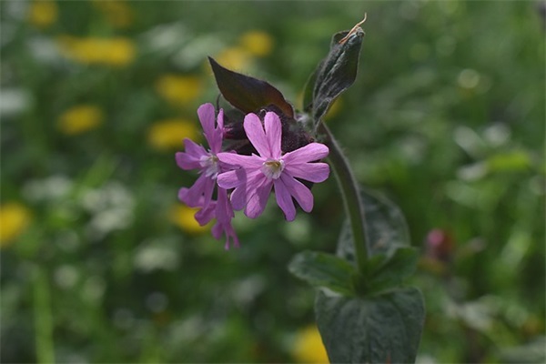 装店名好听又招财（蜜采、菲致、衣家、达妃、衣唯）