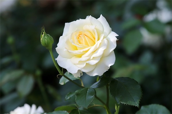 何姓带余字的男孩名字