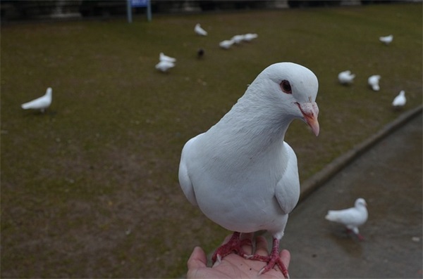 属羊宝宝小名起名大全