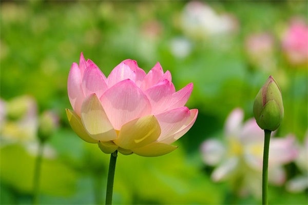 好听的女孩名字 属羊宜用字或部首