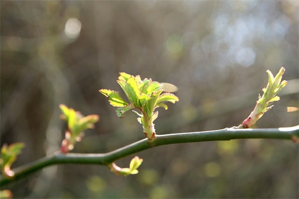 百家姓起名：吉姓女孩名字怎么取