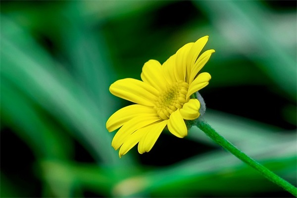 女孩名字大全：兔年黄姓女孩名字大全