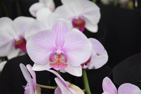 小名乳名大全：给婴儿起小名的注意事项