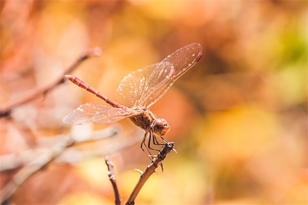 男孩名字大全：羊年男宝宝起名 寓意阳刚福禄