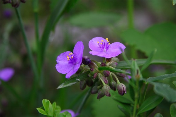 田姓辈份字,田姓字谱大全