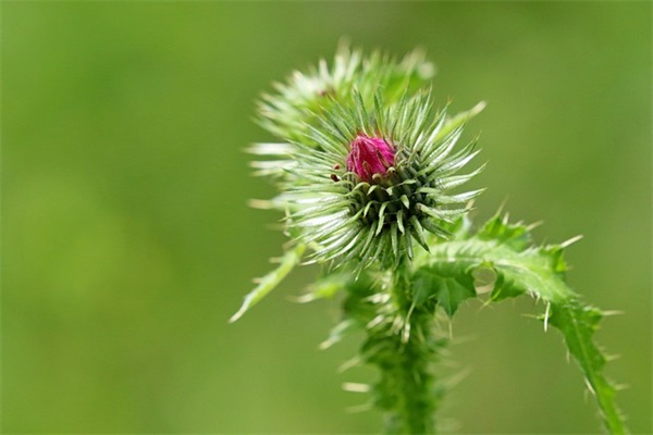 男孩名字大全：叶姓男孩名字大全