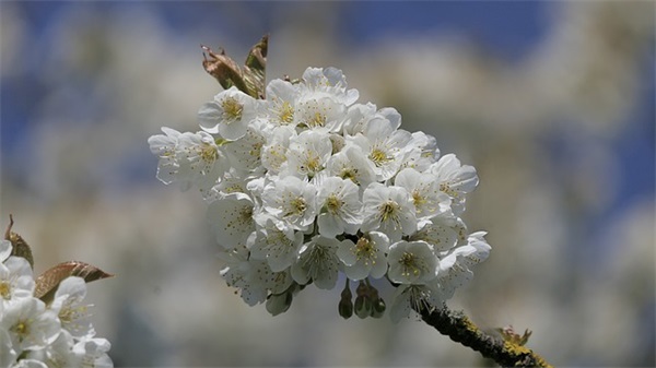 女宝宝取名最受欢迎的15个字