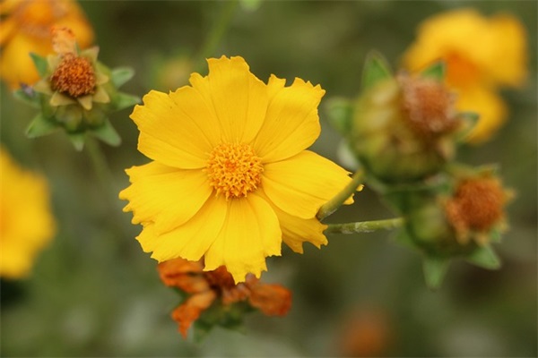 女孩名字大全：以与女字旁的字命名