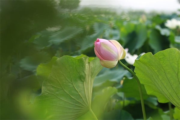 小名乳名大全：给宝宝起乳名有讲究