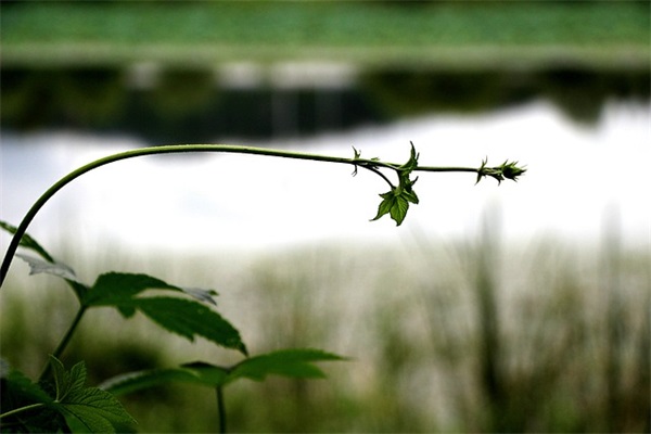 男宝宝姓陈好听的名字（陈朝辉、陈望轩、陈嘉行、陈永浩、陈照泓）