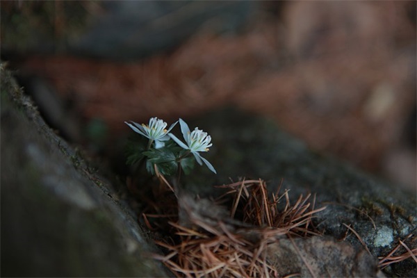 小说女主名字现代好听（唯美清新，梦幻缠绵）