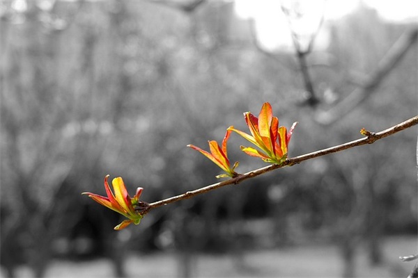 最好听的男孩名字