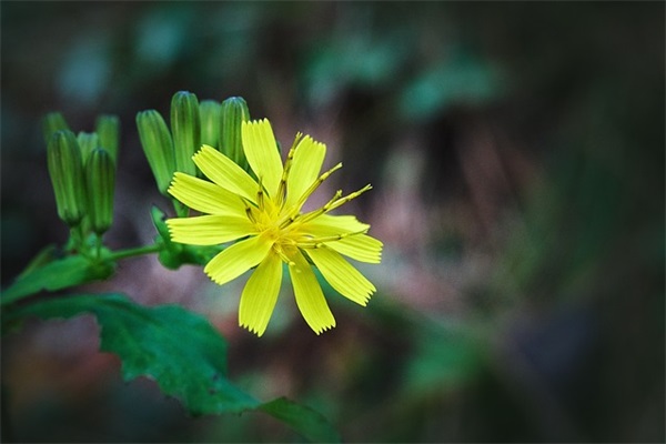 百家姓取名：杨姓起名大全
