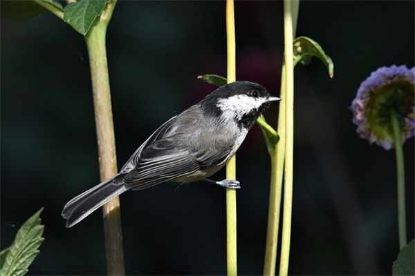 女生洋气QQ网名