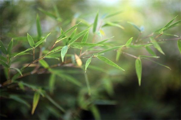 古风女生网名唯美简单