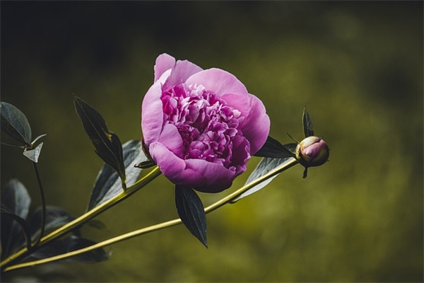 带爱字的王者网名