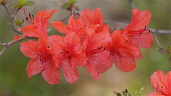带生日缩写的网名女生