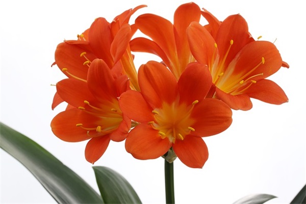 带食物名字的霸气网名