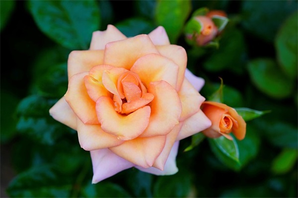 四个字的女生游戏名(精选1145个)