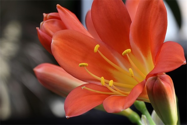 带宠物的点名网名女孩