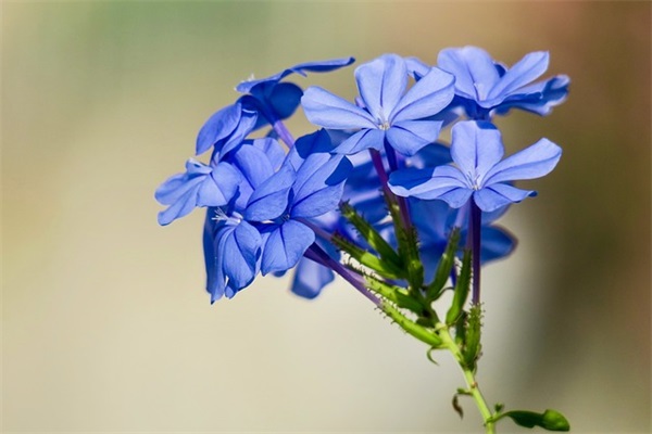 带泪字的繁体网名