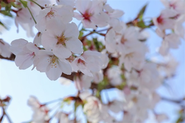 带姓氏的网名大全姓孙