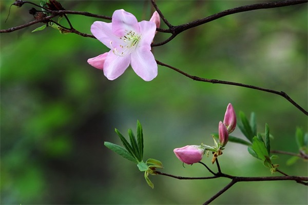 带姓氏的网名清冷女孩