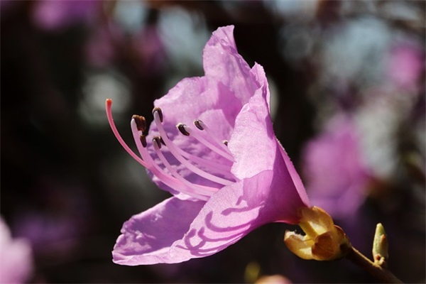 甜美少女网名大全,甜美温柔的女生网名