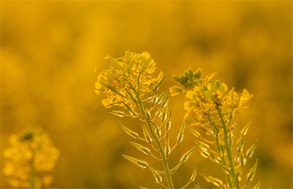 网游名(精选820个)