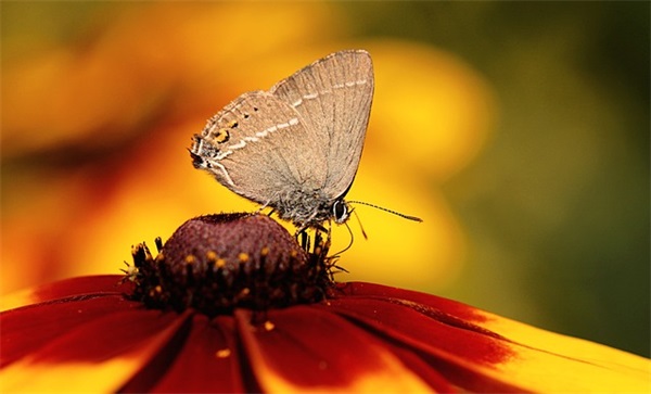 带庄丽婵的网名