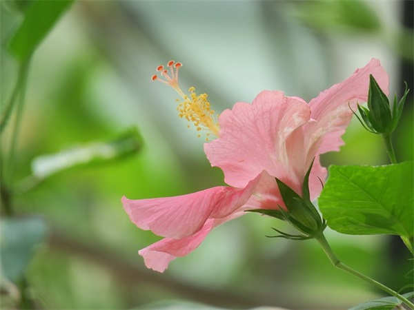 带紫和花名的网名